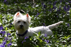 Terrier - West Highland White