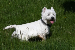 Terrier - West Highland White