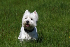 Terrier - West Highland White