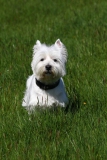 Terrier - West Highland White