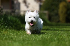 Terrier - West Highland White