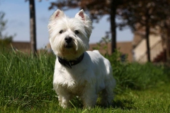 Terrier - West Highland White