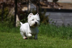 Terrier - West Highland White