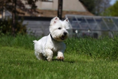 Terrier - West Highland White