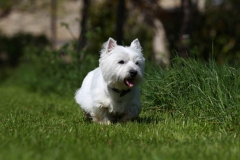 Terrier - West Highland White