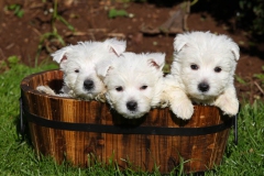 Terrier - West Highland White