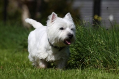 Terrier - West Highland White