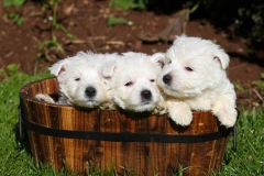 Terrier - West Highland White