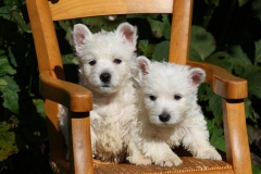 Terrier - West Highland White