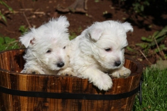 Terrier - West Highland White