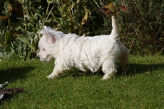 Terrier - West Highland White