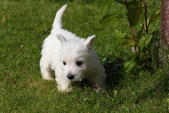 Terrier - West Highland White