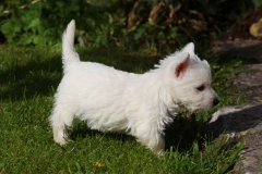 Terrier - West Highland White