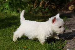 Terrier - West Highland White