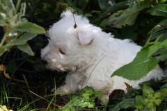 Terrier - West Highland White