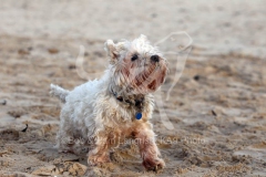 Terrier - West Highland White