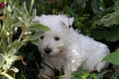 Terrier - West Highland White