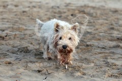 Terrier - West Highland White