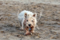 Terrier - West Highland White