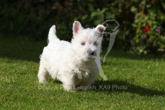 Terrier - West Highland White