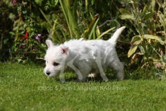 Terrier - West Highland White