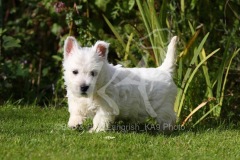 Terrier - West Highland White