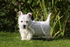 Terrier - West Highland White