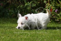 Terrier - West Highland White