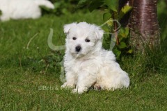 Terrier - West Highland White