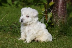 Terrier - West Highland White