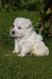 Terrier - West Highland White