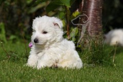 Terrier - West Highland White