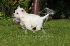 Terrier - West Highland White