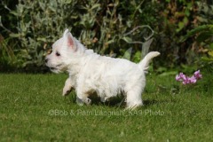 Terrier - West Highland White