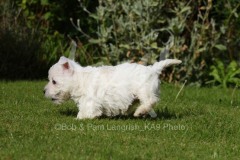 Terrier - West Highland White