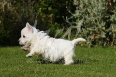 Terrier - West Highland White