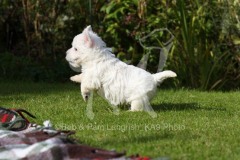 Terrier - West Highland White