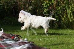 Terrier - West Highland White