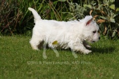 Terrier - West Highland White