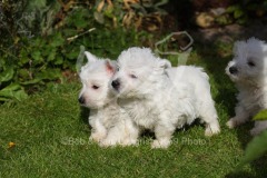 Terrier - West Highland White