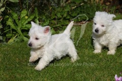 Terrier - West Highland White