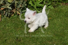 Terrier - West Highland White