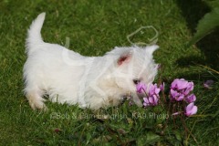 Terrier - West Highland White