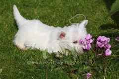 Terrier - West Highland White