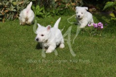 Terrier - West Highland White