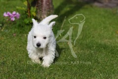 Terrier - West Highland White