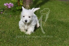 Terrier - West Highland White