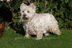 Terrier - West Highland White