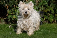 Terrier - West Highland White