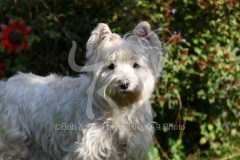 Terrier - West Highland White